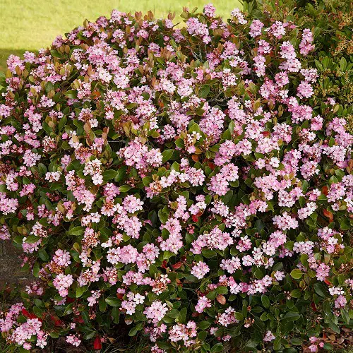 Best varieties of Indian Hawthorn 1
