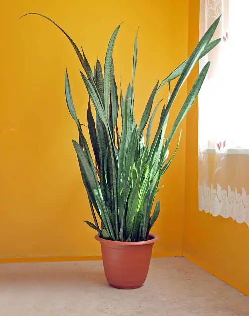 Tricks and Tips for Growing Big and Tall Snake Plants