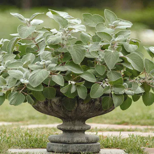 Top Thriller Plants for home