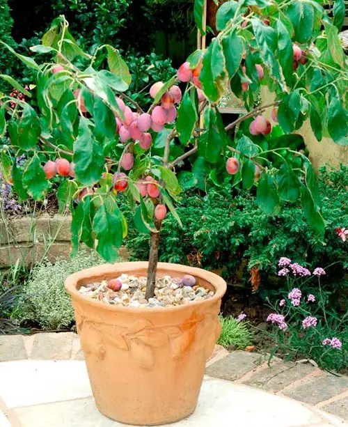 Amazing Fruits that Grow in Shade
