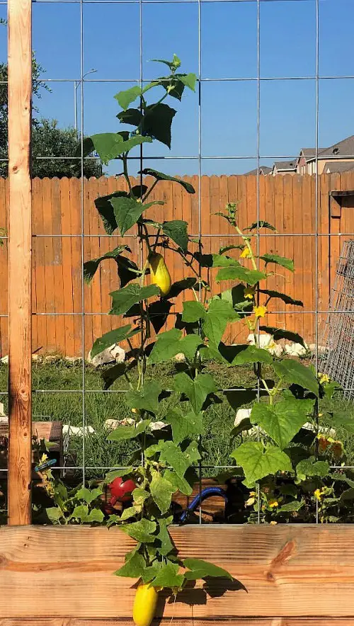 How to Grow Cucumbers in Container3