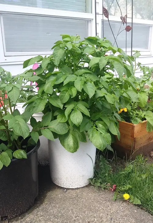 Vegetables That Are Never Good Together to Plant