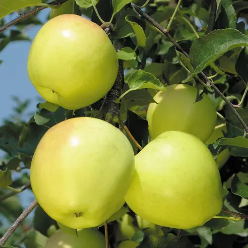 Types of Green Apple Varieties