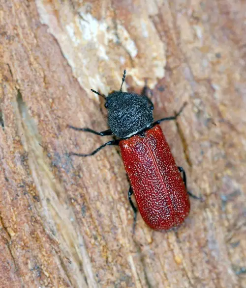 Amazing  Tiny Bugs in House Near Windows You Need to Look Out For