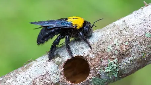 Preventing Carpenter Bee Stings