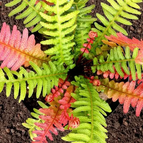 best Vibrant Ferns That You Must Plant in the Garden