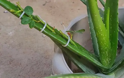 Propagating a Rose Cutting Using Aloe Vera