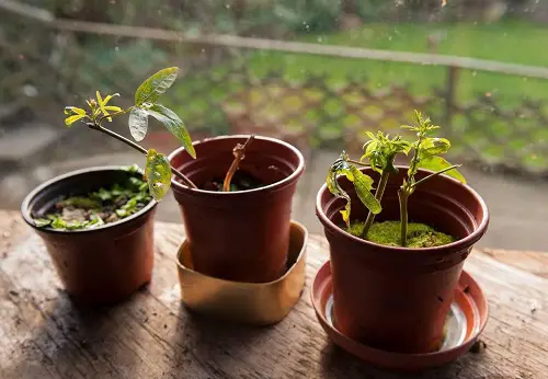 Propagating Passiflora Caerulea