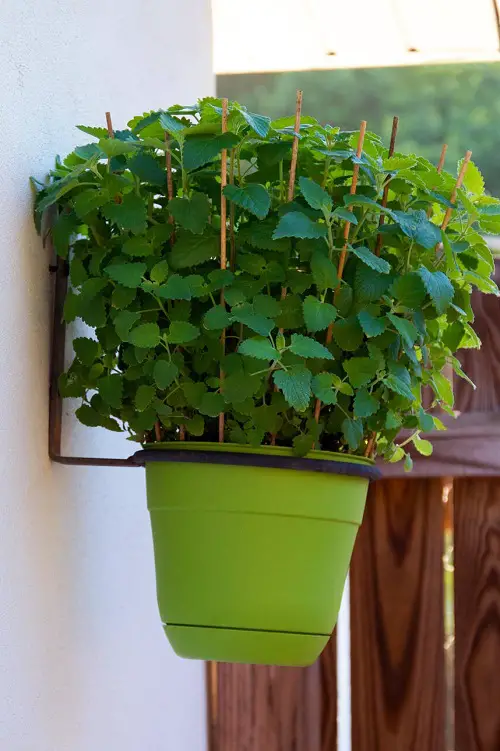 Prevent White Spots on Catnip Leaves1