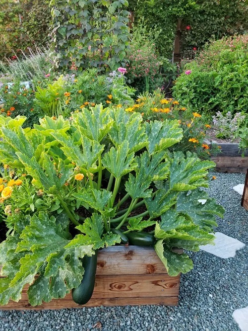 amazing Sunflower Companion Vegetables