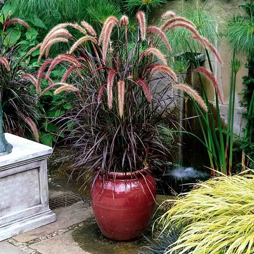Best Thriller Plants for Your Home and Garden