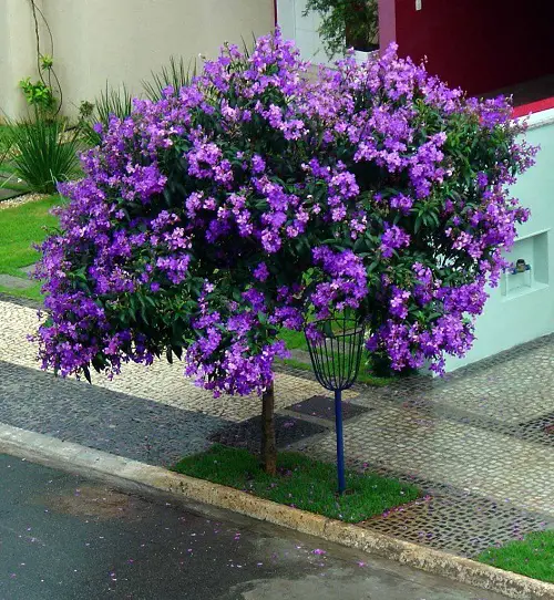 Gorgeous Trees Filled With Blue Flowers 