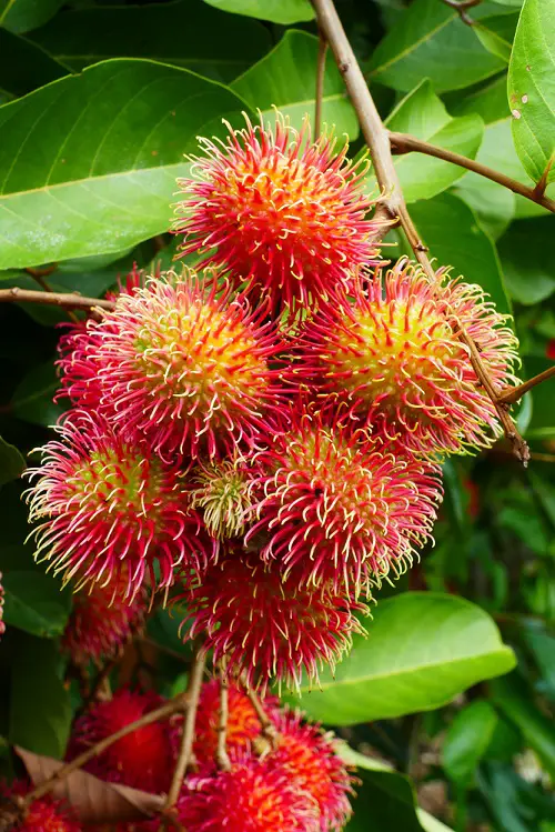 Most Strangest Fruits on tree
