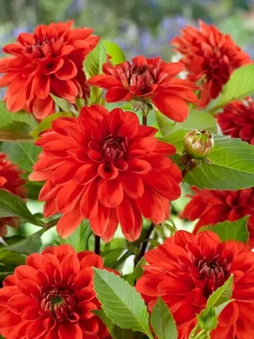 Captivating Red Dahlia Varieties for a Landscape

