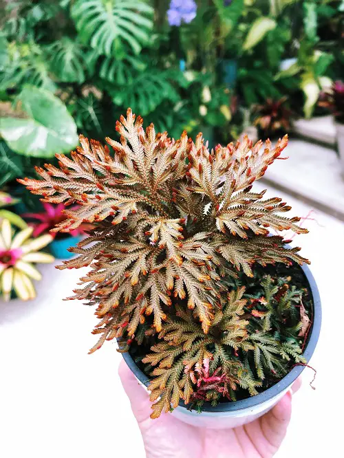 Red Fern Plants Care