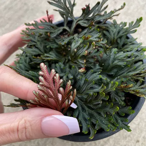 Propagating Red Fern Plants