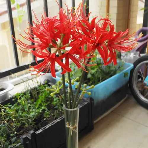 The Best Water-Growing Bulbs 