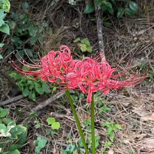 Propagating Red Spider Lilies