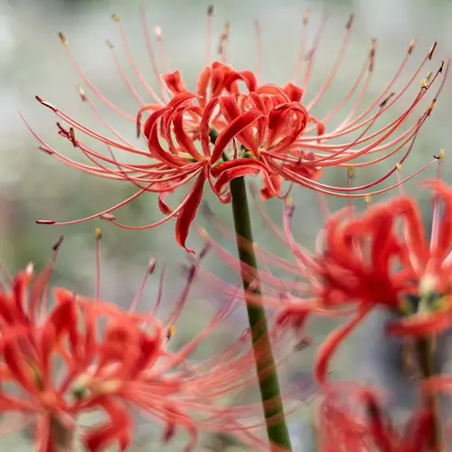 Is Red Spider Lily Poisonous