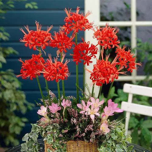 Red Spider Lily Care