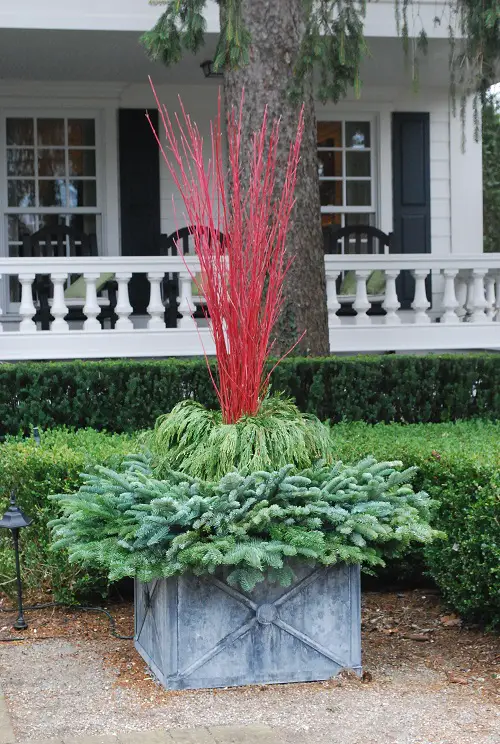Best Plants for Curb Appeal