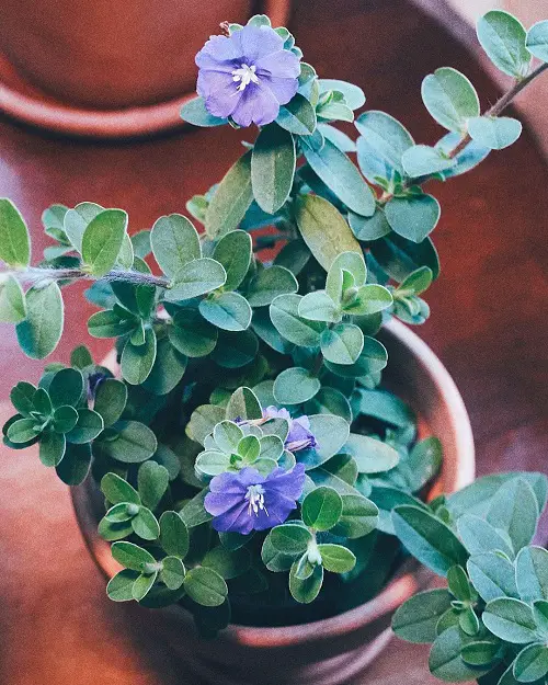 Grow Evolvulus glomeratus in pot