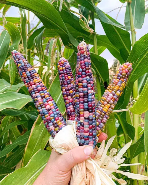 Amazing Ornamental Vegetables 