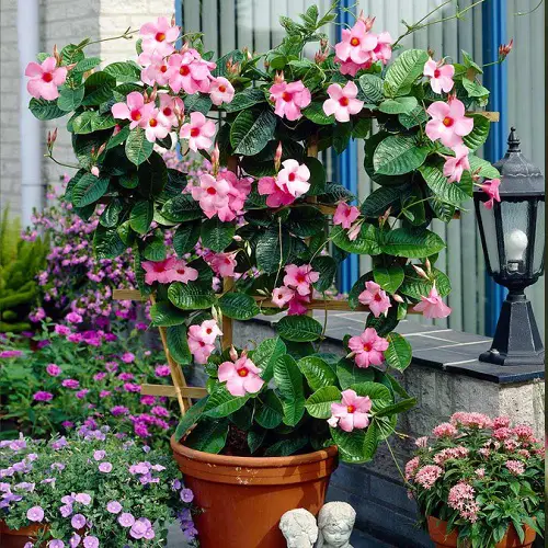 Requirements to Grow Mandevilla