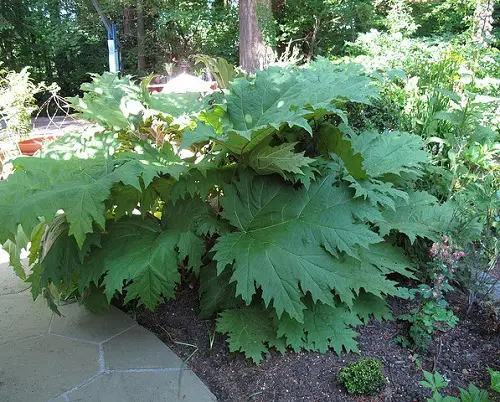 Amazing Plants for Your Tropical Edible Garden