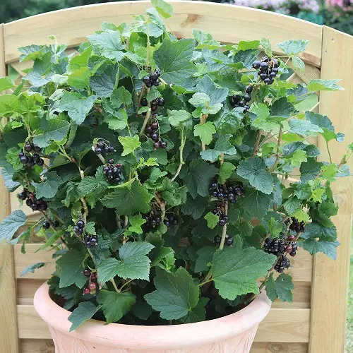Amazing Fruits that Grow in Shade