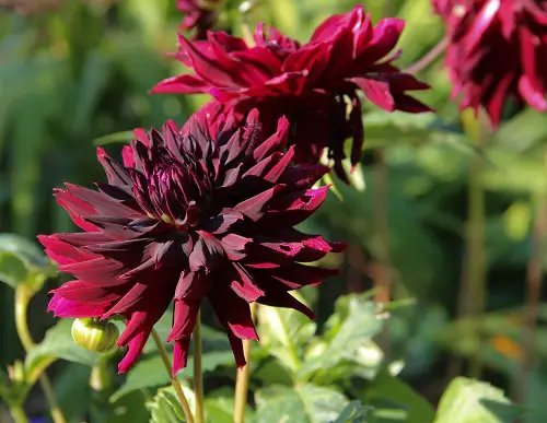best Red Dahlia Types for a Garden