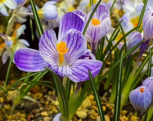 best Gorgeous Orange and Blue Flowers