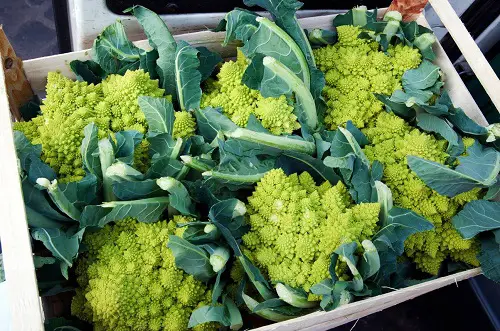 Species to Plant in an Edible Italian Garden