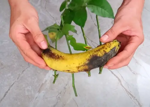 Rooting in Banana
