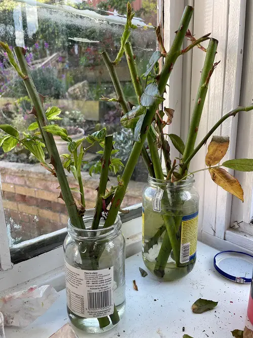 Rooting in Water
