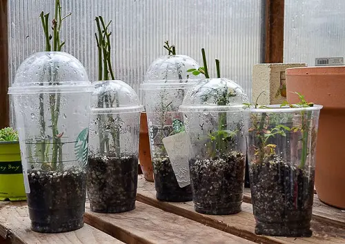 Propagating a Rose from a Cutting Using a Plastic Bottle