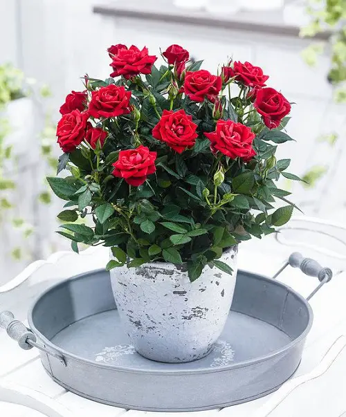 The Best Blossoms to Grow from Cuttings