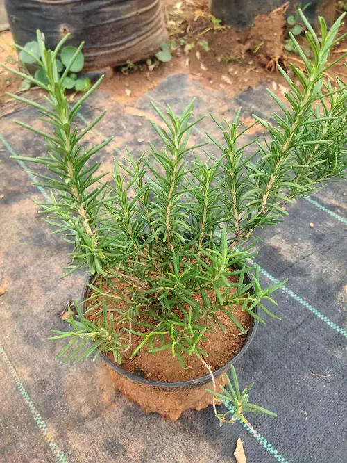 best Top Herbs for Florida Gardening
