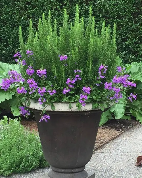 Plants That Draw Bees