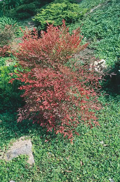 top Beautiful Types of Nandina Varieties