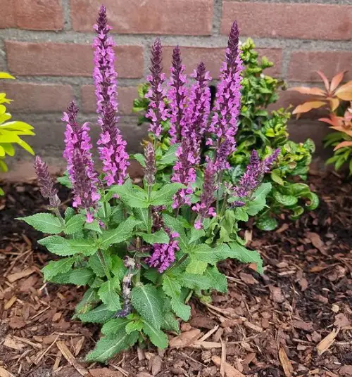 Salvia species found 