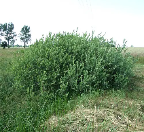 Best Types of Pussy Willow 1