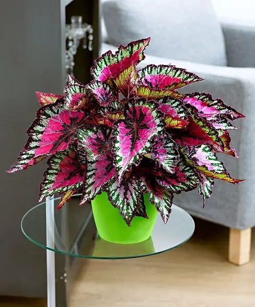 lovely varieties of begonias