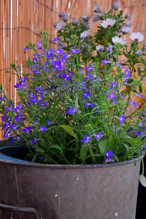 The Best Salvia Types