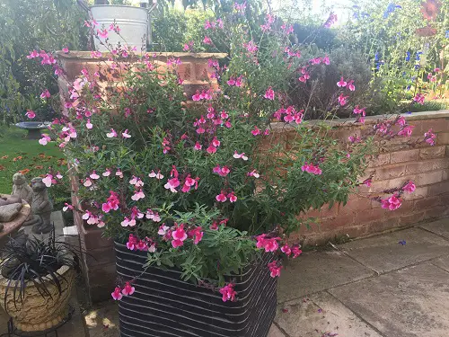 top Best Types of Salvias