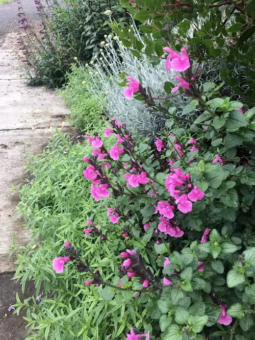 amazing Salvia varieties in a garden