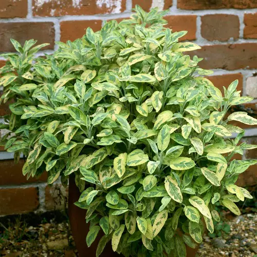 Types of Salvias 