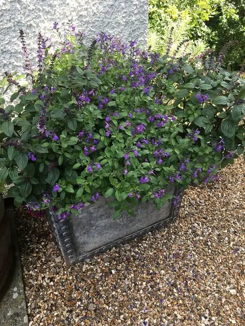 lovely Salvia varieties in a garden
