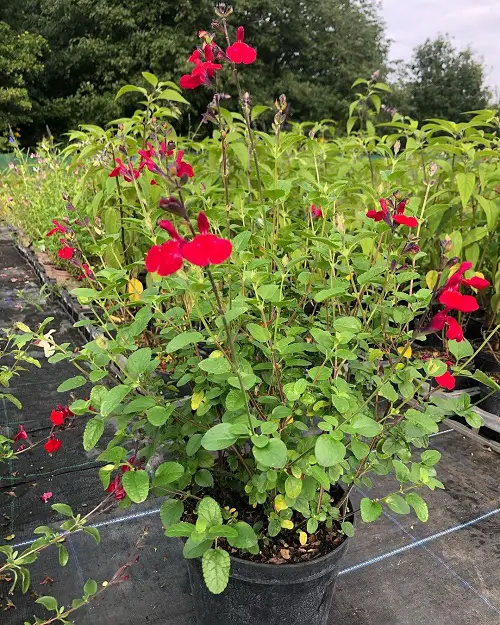 Types of Salvias 1