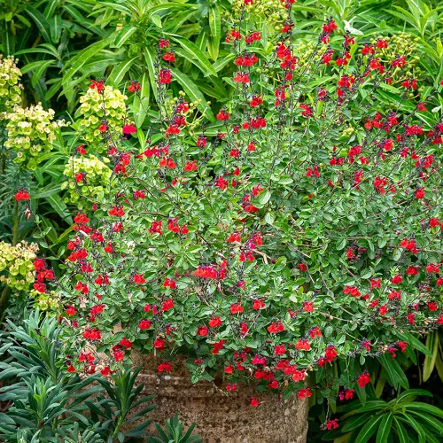 Annual Flowers that Bloom Throughout the Summer